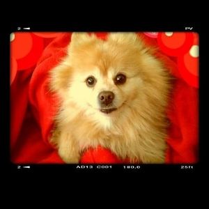 Meet your Posher, Heather